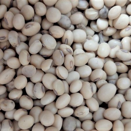 BIO/ORGANIC SOY BEANS