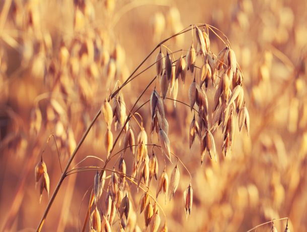 BIO/ORGANIC GRAIN