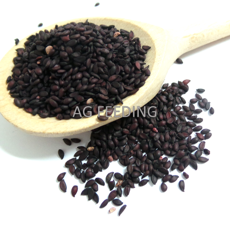 ARONIA SEEDS