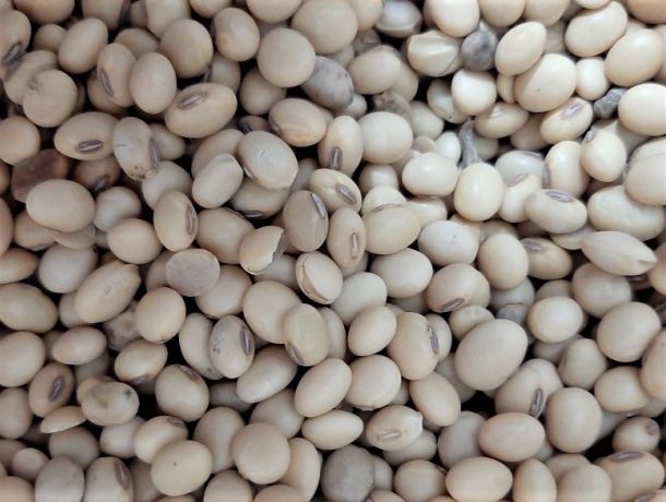 BIO/ORGANIC SOY BEANS